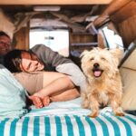 Las 10 mejores razas de perro para la vida furgoneta (con fotos)