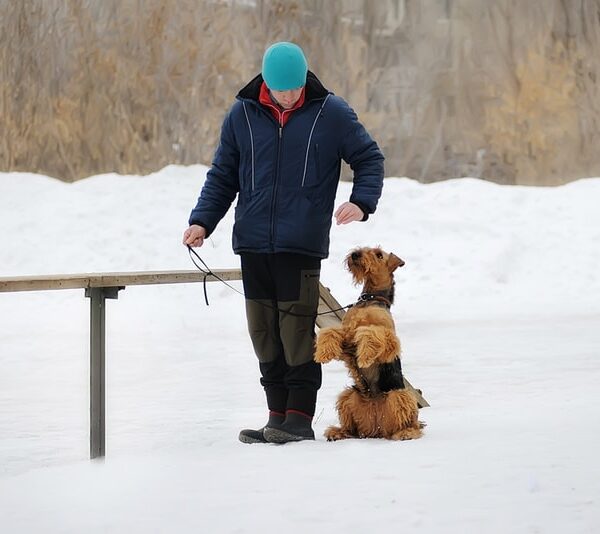 Cómo adiestrar a un Airedale Terrier