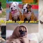 Razas de perros que no pueden viajar en avión