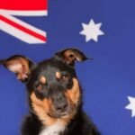 10 razas de perros australianos: Los orígenes de Australia (con fotos)