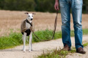 Cómo adiestrar a un Whippet: 10 consejos
