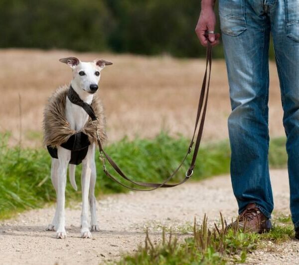 Cómo adiestrar a un Whippet: 10 consejos