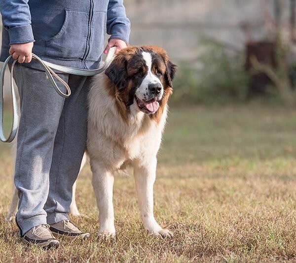 ¿Me protegerá mi perro si me atacan? Datos revisados por veterinarios y preguntas frecuentes