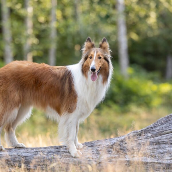 Raza de perro Collie: Información, fotos, cuidados y más