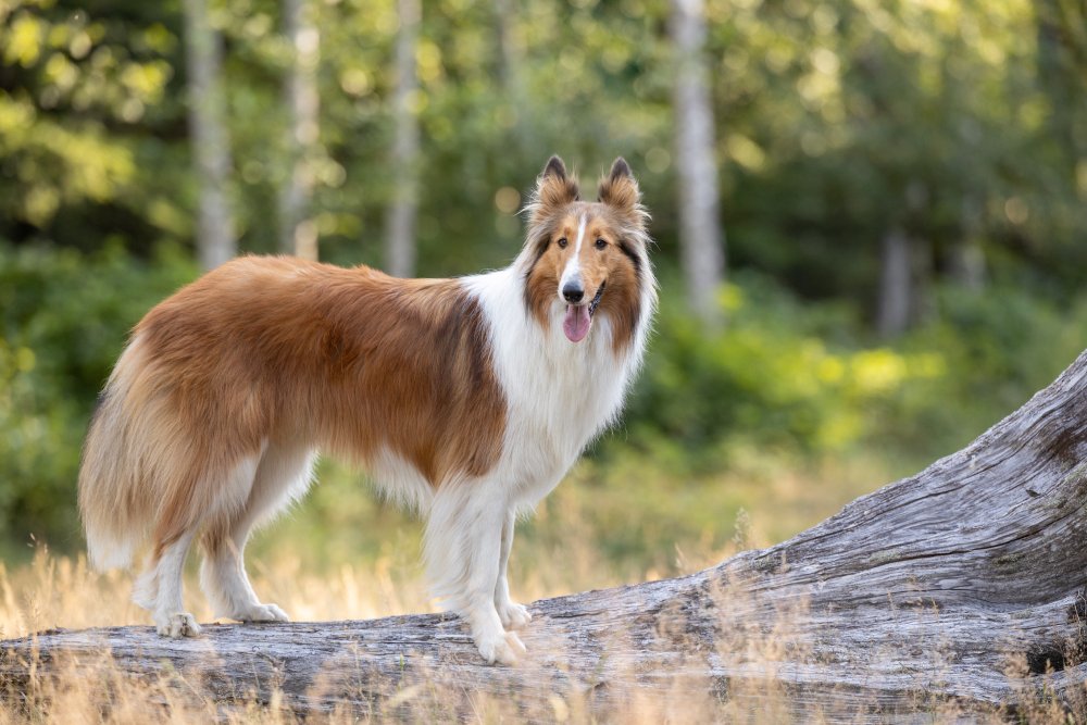 Raza de perro Collie: Información, fotos, cuidados y más