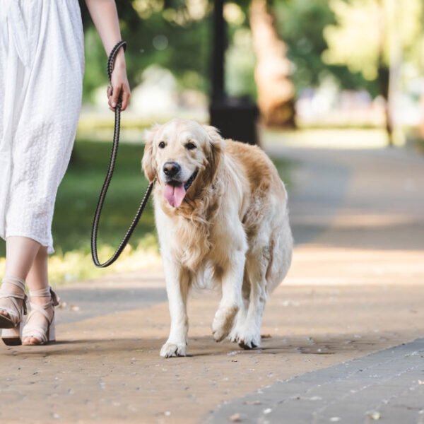 Las 10 mejores razas de perros para dueños primerizos