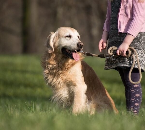 Las 10 mejores razas de perros para niños y familias