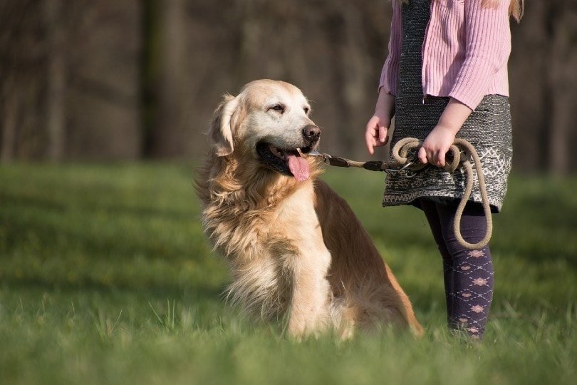 Las 10 mejores razas de perros para niños y familias: Con fotos