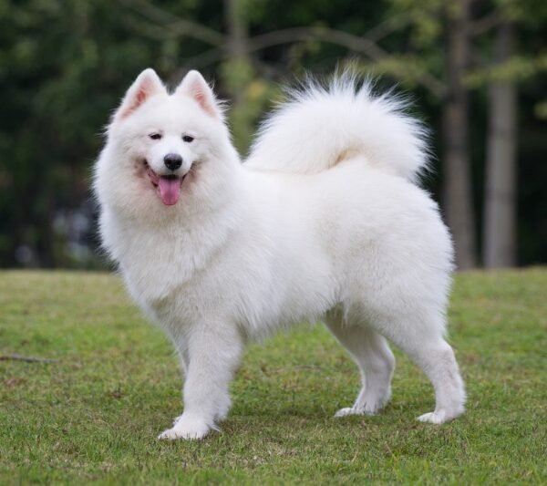 Cómo entrenar a un Samoyedo: 12 consejos aprobados por veterinarios