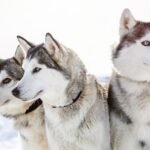 Los 10 tipos de razas de perros husky