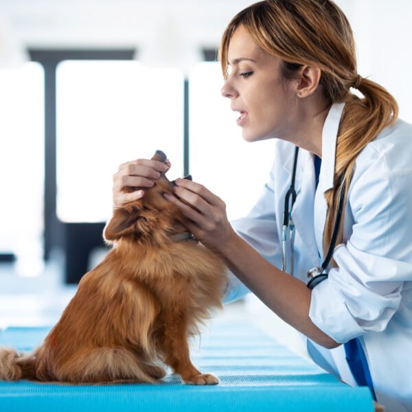 ¿Pueden los perros contraer herpes labial? Datos verificados por veterinarios