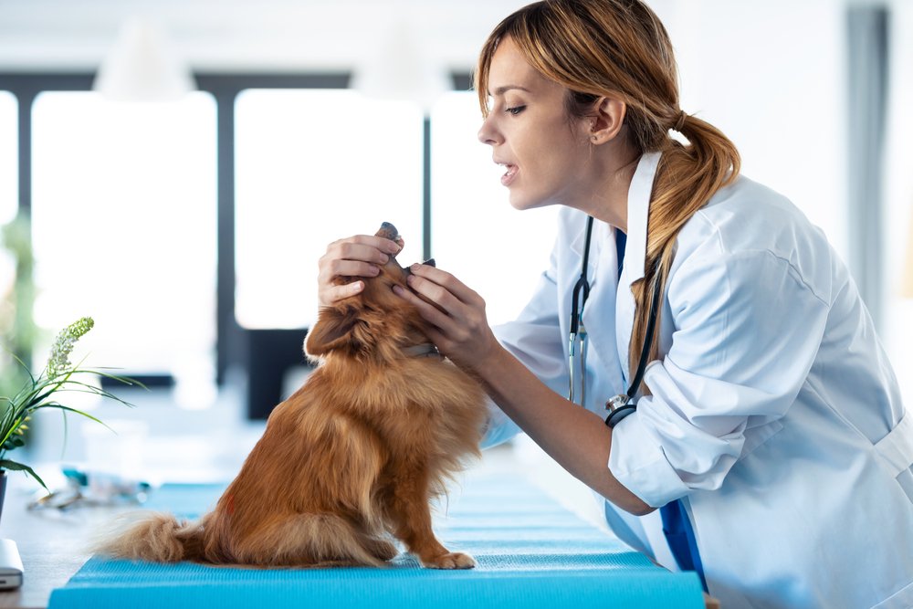 ¿Pueden los perros contraer herpes labial? Datos verificados por veterinarios