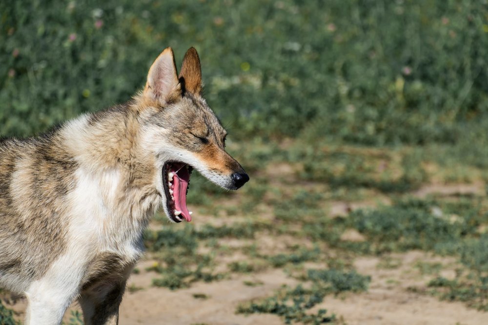 Perro del género de los lobos asfixiándose