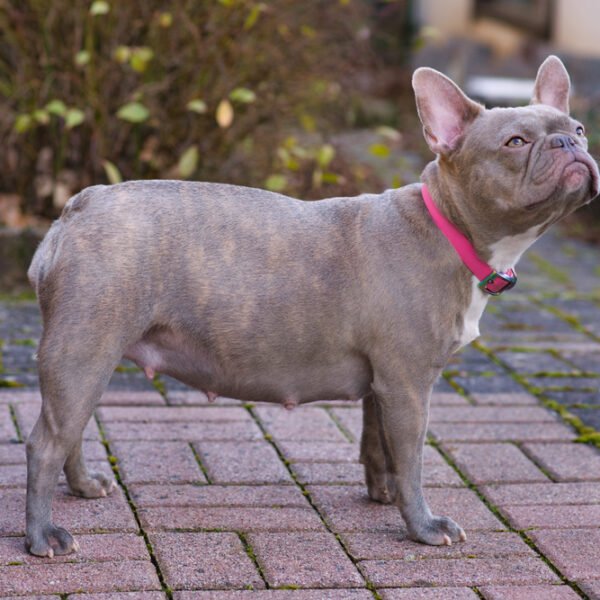 ¿Cuántos cachorros puede tener un Bulldog Francés? Tamaño medio de la camada e información sobre el embarazo verificada por veterinarios