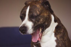 "Perro de raza mediana vomitando mucosidad en casa, guía veterinaria sobre las 7 razones principales del vómito con mucosidad y qué hacer para ayudar a tu mascota