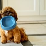 ¿Qué pueden comer los Shih Tzus? Pautas de alimentación aprobadas por veterinarios