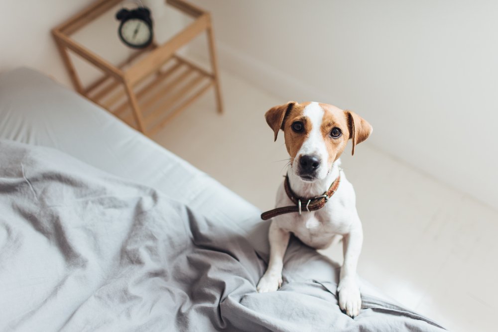 Jack Russell Terrier acurrucándose en la cama