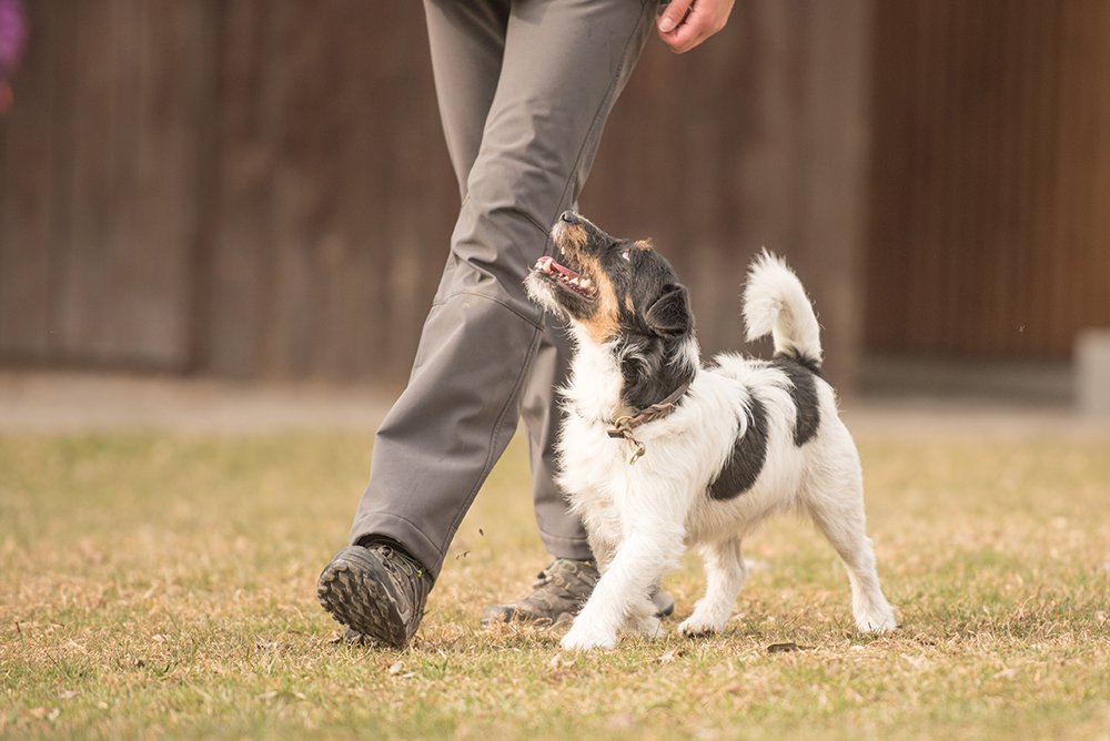 perro jack russell terrier escorándose hacia su dueño