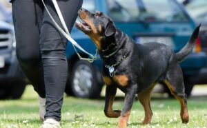 Cómo entrenar a un Rottweiler: 7 consejos y trucos aprobados por veterinarios