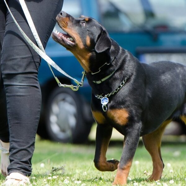 Cómo entrenar a un Rottweiler: 7 consejos y trucos aprobados por veterinarios