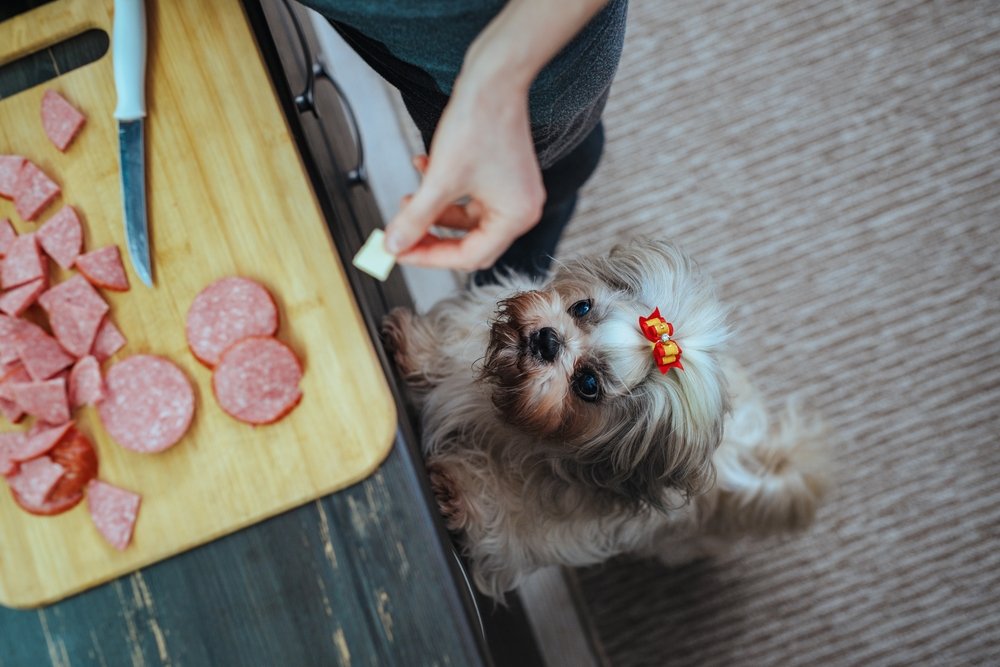 Shih tzu perro de pie en la cocina y mirando a bordo con salchichas