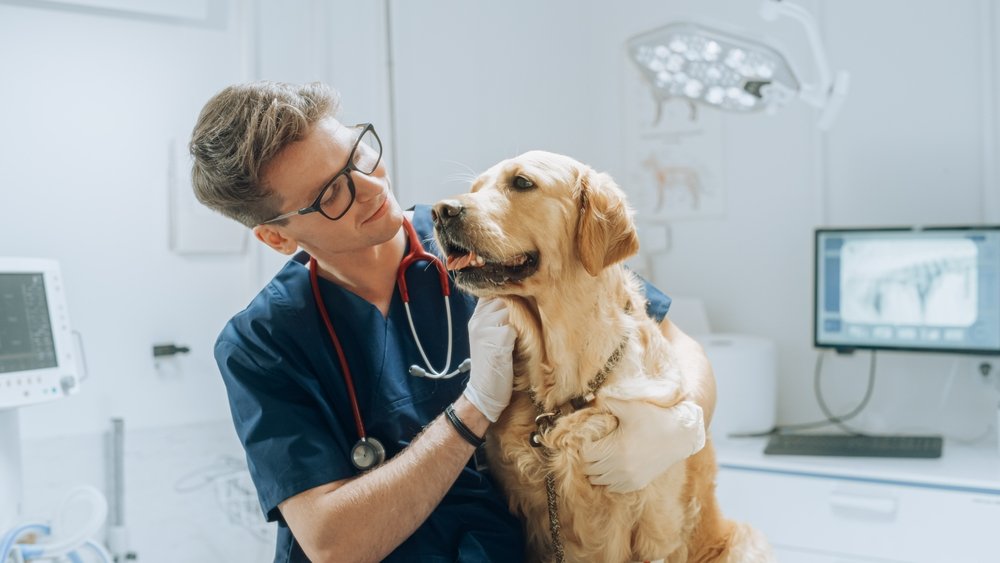 Veterinario acariciando a un noble perro Golden Retriever