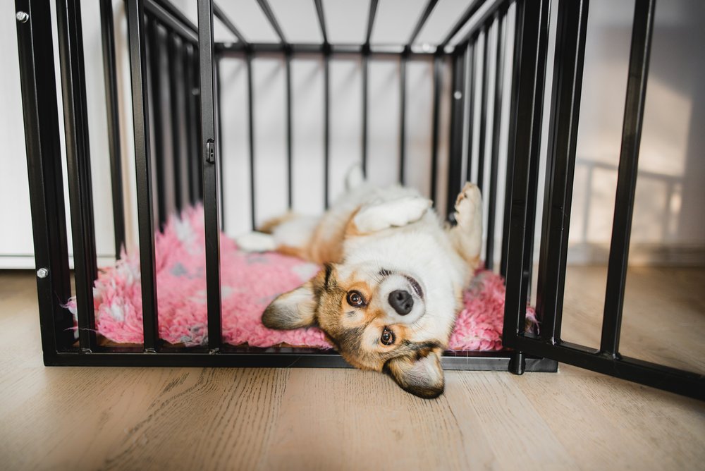 Perro corgi galés pembroke en una jaula abierta durante un adiestramiento en jaulas