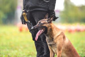 k9 perros policía