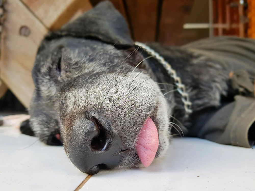 perro negro durmiendo con la lengua fuera