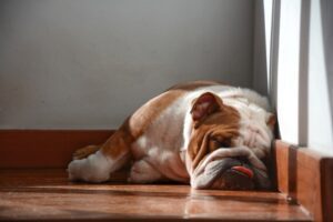 Perro dormido en el piso, explicación sobre si los perros tienen sueños húmedos y detalles de la fisiología canina