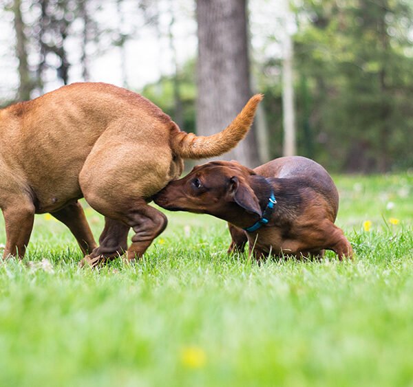 ¿Los perros machos entran en celo? Datos y explicaciones verificados por veterinarios