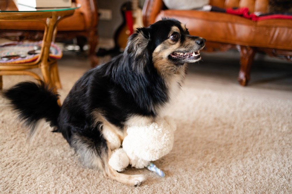 perro jorobando el osito de peluche