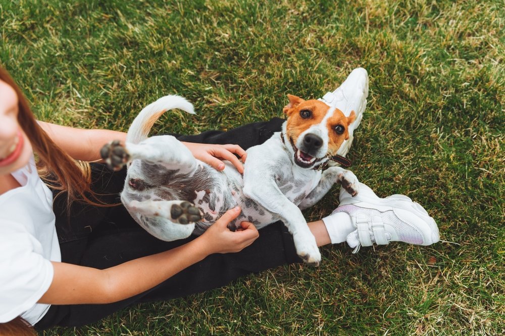 una niña rasca la barriga de su perro Jack Russell Terrier