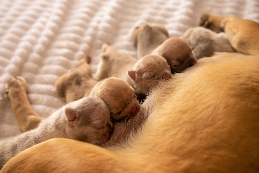 cachorros de bulldog francés recién nacidos lactancia materna