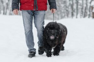 Perro Terranova negro caminando en la nieve junto a su dueño, guía práctica sobre cómo adiestrar a esta raza de gran tamaño y carácter noble