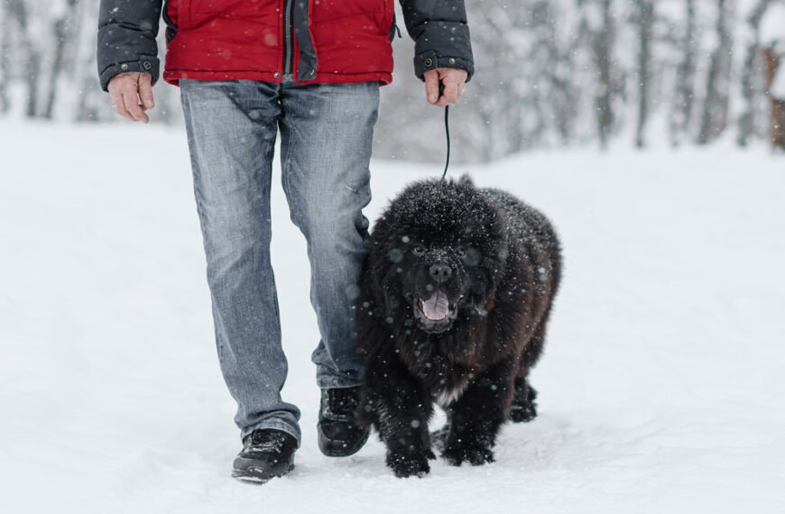 Cómo adiestrar a un perro terranova: 11 consejos recomendados por veterinarios