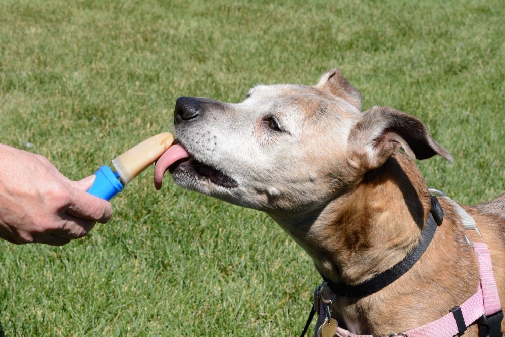 perro mayor mezcla de boxeador lamiendo helado de mantequilla de maní paleta tratar