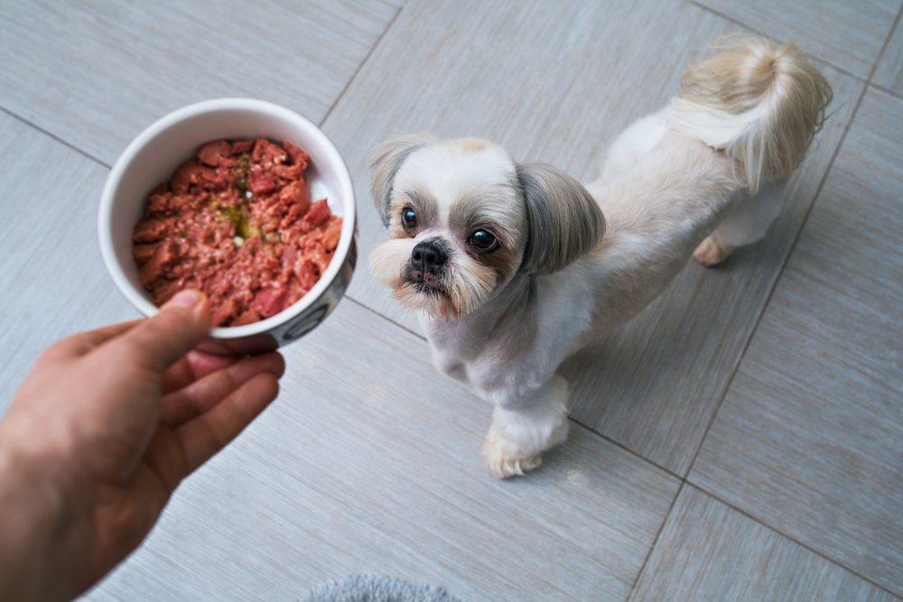 dueño alimentando al perro shih tzu