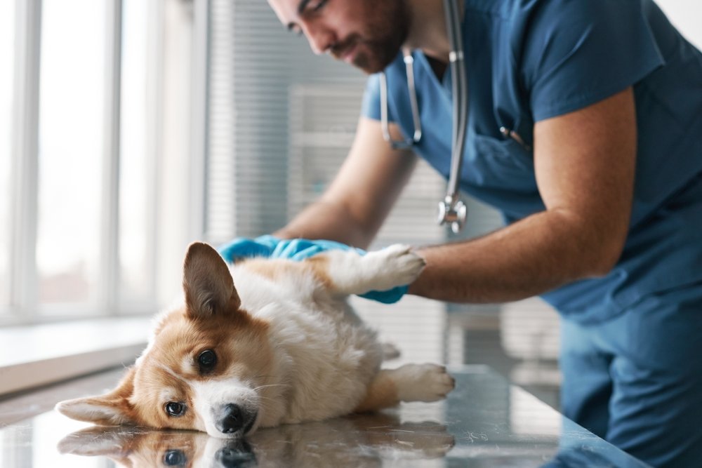 eterinario revisando perro pembroke welsh corgi