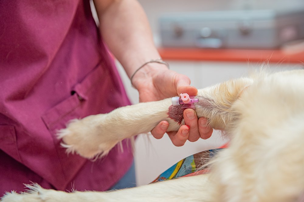 veterinario extrayendo sangre del perro