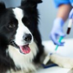 ¿Tienen los perros diferentes tipos de sangre? Datos e información verificados por veterinarios