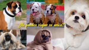 Razas de perros que no pueden viajar en avión​